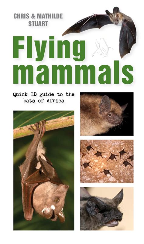 Flying Mammals – Quick ID Guide to Bats - Struik Nature