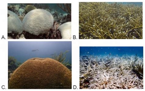 Heat Stress Impacts on Coral Reef Ecosystems and Communities: An ...