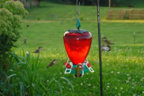 Best Place To Hang Your Hummingbird Feeder - Wild Bird Scoop