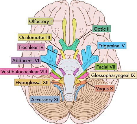 Structure and Function of the Cranial Nerves in El Paso, TX