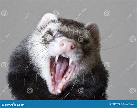 Bean the Ferret stock image. Image of mice, isolated, canadian - 7811707
