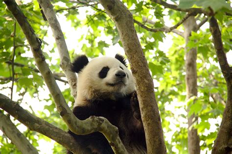 Best City in China 的图像结果