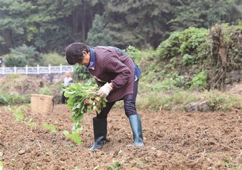 河南光山：抢抓农时忙农事-中华网河南