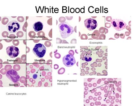 Image result for WBC Count Microscope