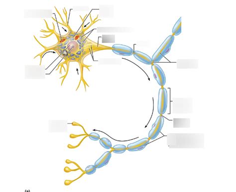 Labelling a Neuron 的图像结果