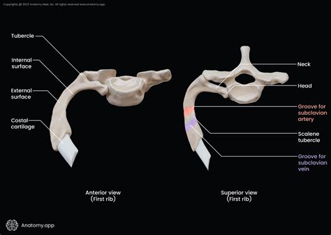 Ribs | Encyclopedia | Anatomy.app | Learn anatomy | 3D models, articles ...