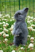 Image result for Grey Baby Bunny