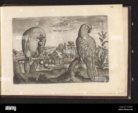 Psitaci Duplex Genus (two parrots), 1600 Two parrots sitting on a branch. The left picks in a ...