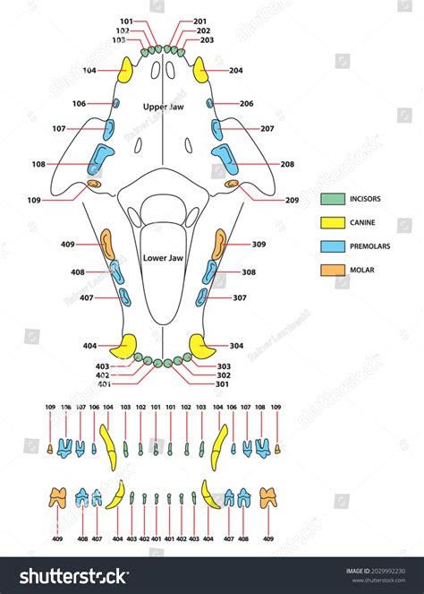 Feline Dentition Diagram Canine Dental Chart Diagram | Quizlet