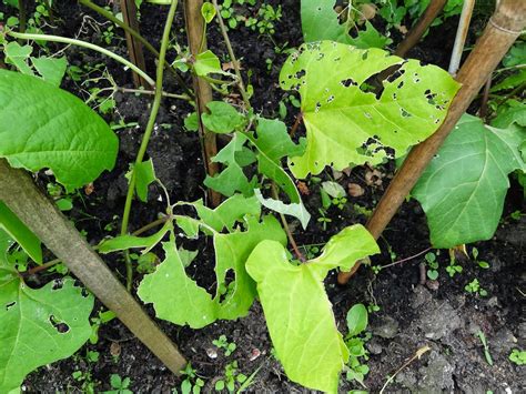 Runner Bean Problems 的图像结果