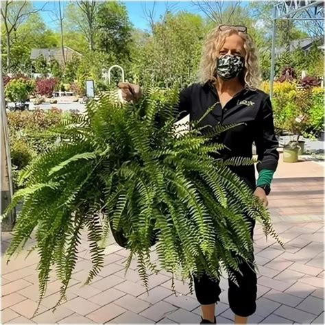 UV Resistant Boston Ferns for Outdoor 17.3inch Artificial Natural ...