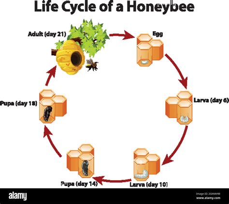 Diagram showing life cycle of honeybee Stock Vector Image & Art - Alamy