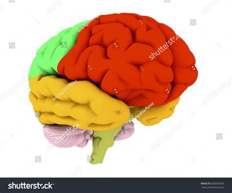 Prefrontal Cortex 的图像结果