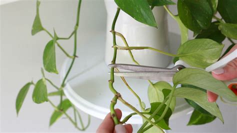 How to Grow, Care & Propagate a Pothos Plant (& Video) - Paisley Plants