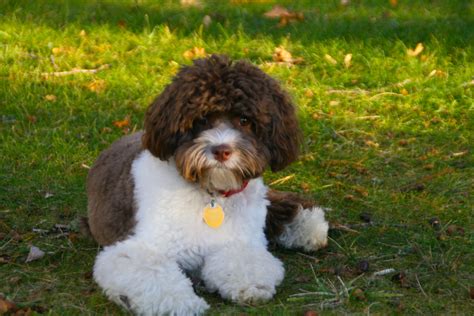 Image result for Cockapoo Chocolate Brown