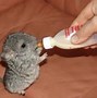 Image result for Cute Baby Animals Bunny