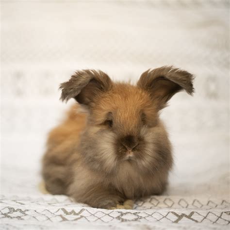 Satin Angora Rabbit