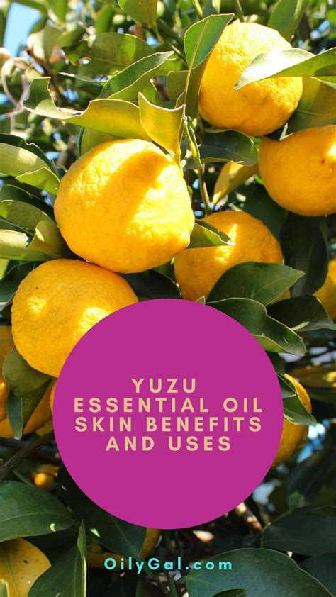Yuzu Essential Oil Skin Benefits and Uses with Safety Precautions - Oily Gal
