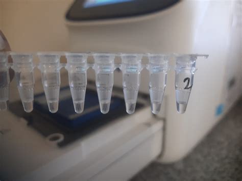 DNA PCR 的图像结果