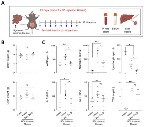 Engineered Exosomes Carrying Super-Repressor IκB Reduced Biliary ...