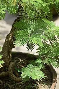 Vixenssell shami tree, jand plant, prosopis cineraria plant, banni ...