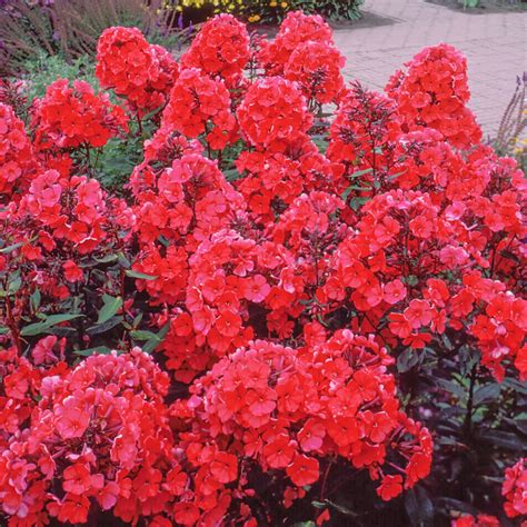 Tall Phlox Paniculata Starfire Plant Bulbs at Lowes.com
