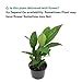 CAPPL Air Purifier Peace Lily Plant Spathiphyllum Air Purifying Live ...