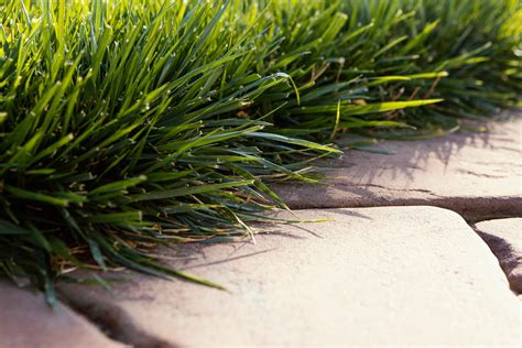 Ornamental Grass: How to Choose the Best Type for Your Garden - Cutters ...