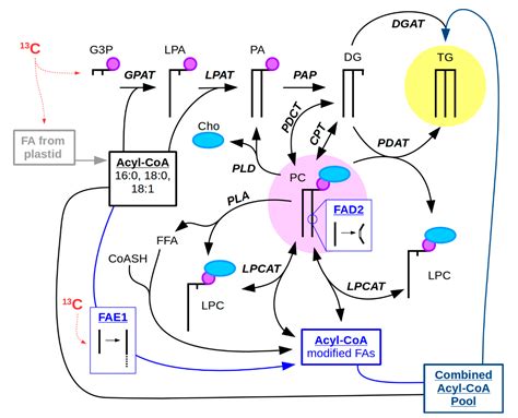 Analyzing Mass Spectrometry Imaging Data of 13C-Labeled Phospholipids ...