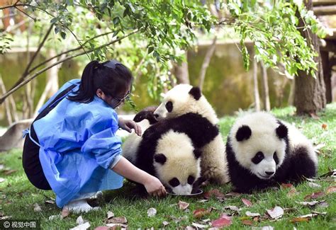 大熊猫和它的饲养员们_哔哩哔哩_bilibili