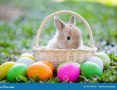 Image result for Easter Eggs and Bunnies