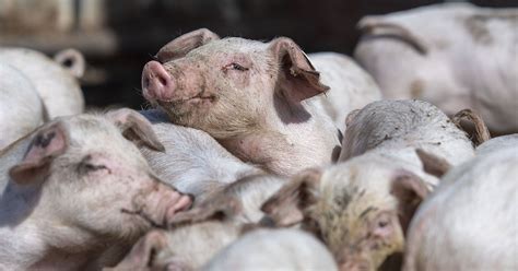 FDA批准转基因猪