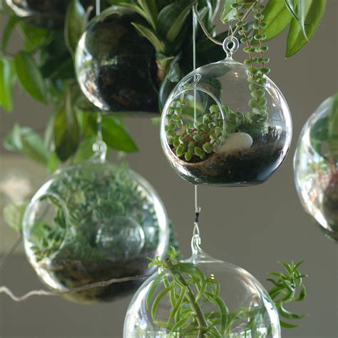 Best Indoor Plants For Terrariums
