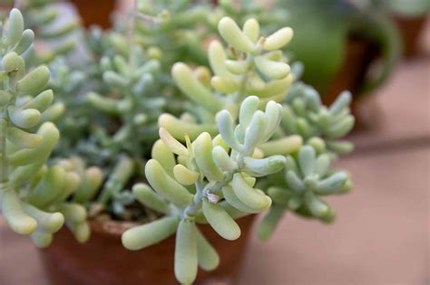 10 Types of Sedum Succulents - A-Z Animals