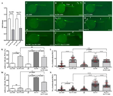 Two Novel lncRNAs Regulate Primordial Germ Cell Development in Zebrafish