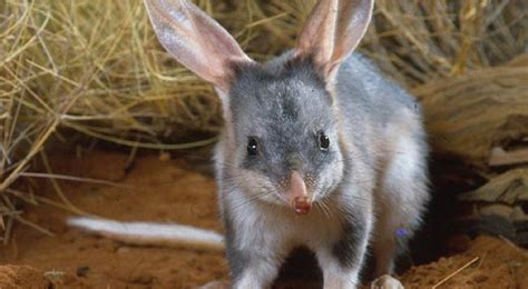 It’s all about the bilby