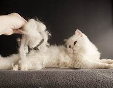 cat hair how to deal with cats and shedding cattime cat hair how to deal with cats and shedding cattime