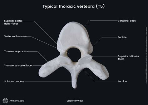 Labeled Thoracic Vertebrae Atypical Vertebrae Of The Vertebral Column