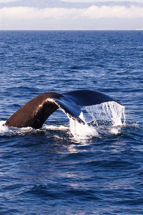 Download wallpaper 800x1200 whale, tail, sea, splashes iphone 4s/4 for ...