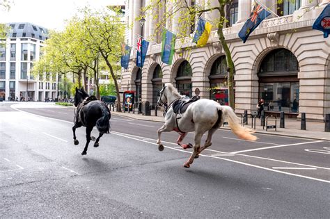 2 of the 4 horses that broke free in central London underwent surgery ...