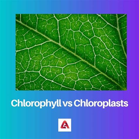 Chlorophyll vs Chloroplasts: Difference and Comparison