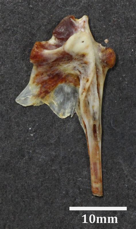 Acanthopagrus berda