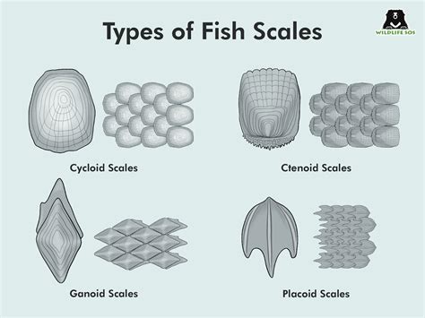 Do Fish Scales Shed at Cynthia Heather blog