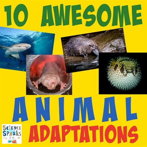 Examples Of Animal Adaptation at Ida Barrera blog