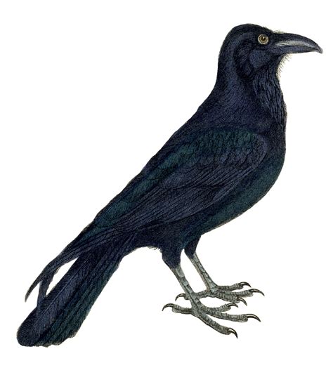 Clipart Of A Crow