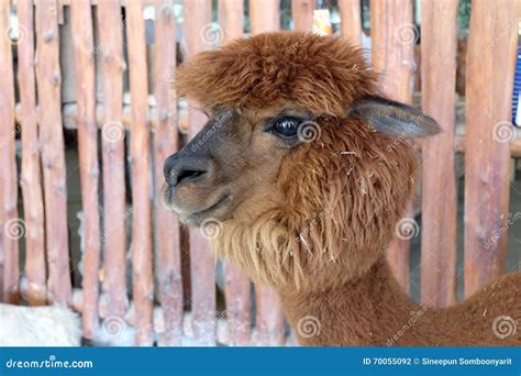 Brown hair alpaca stock photo. Image of head, camel, farm - 70055092