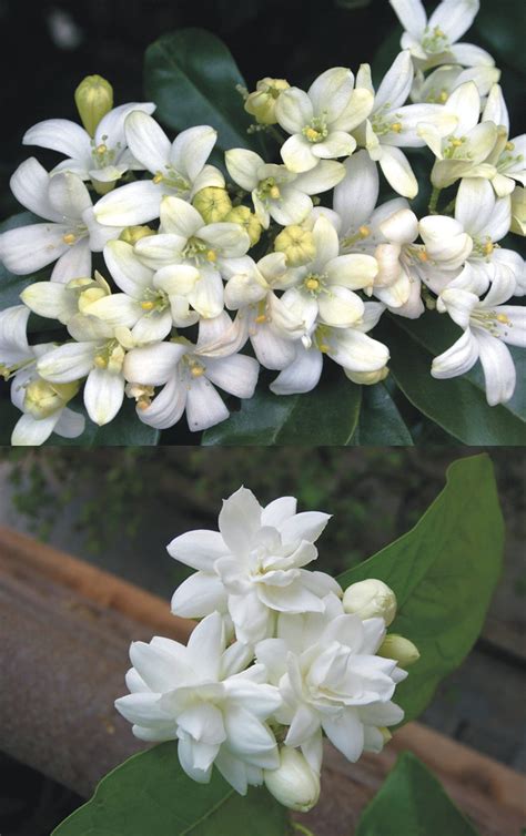GLOBALPLANTS MURRAYA KAMINI MADHU KAMINI FLOWER LIVE PLANTS : Amazon.in ...