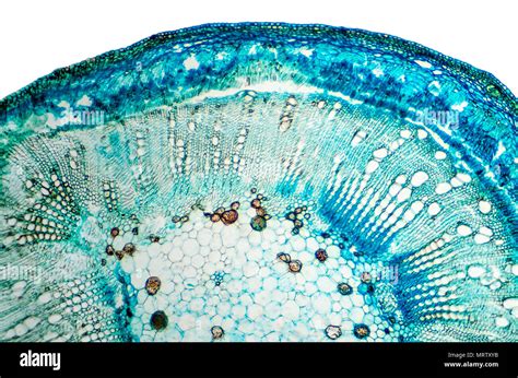 Cell Structure Under Microscope 的图像结果