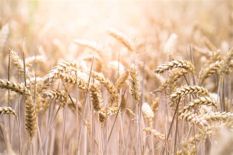 什么原因导致小麦价格一路飙升？