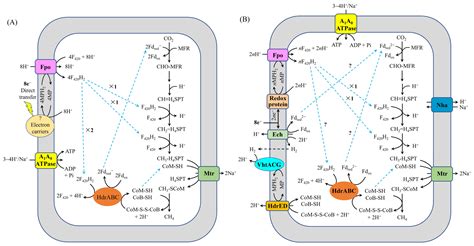 Analysis of Mechanisms for Electron Uptake by Methanothrix harundinacea ...